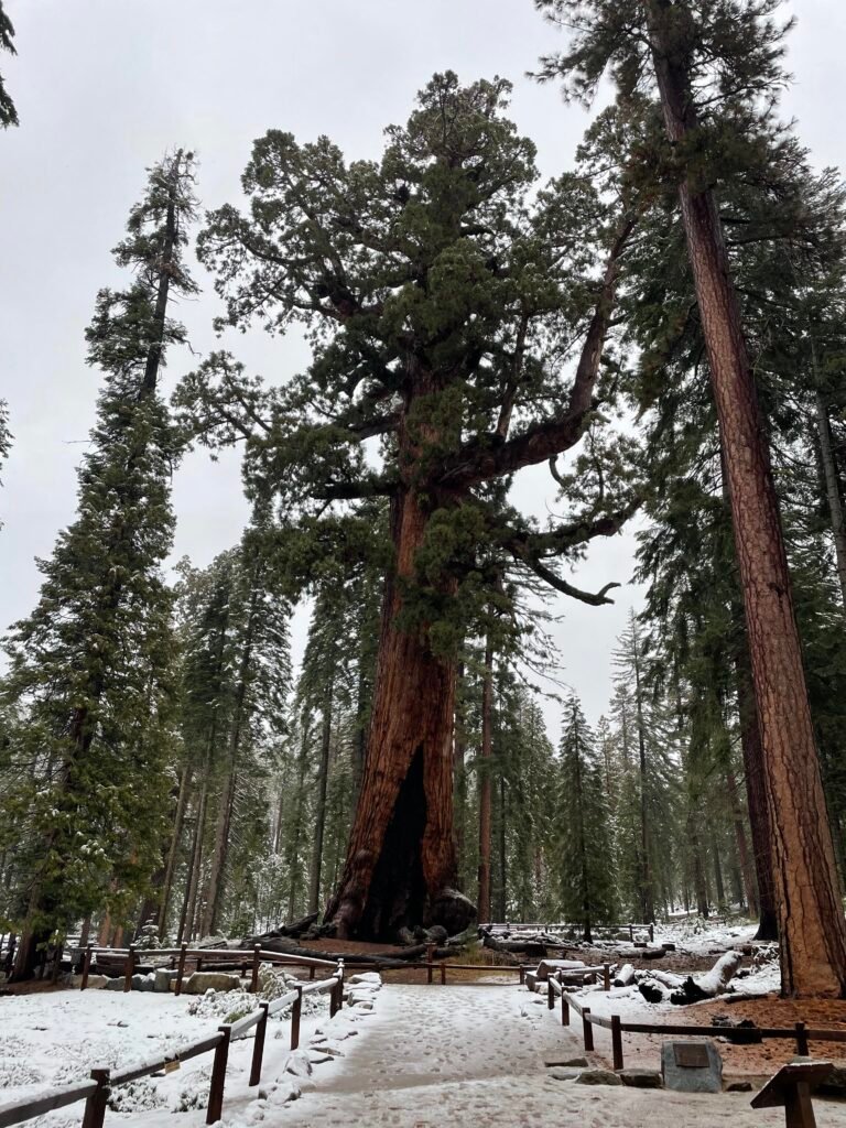 Grizzly Giant Tree