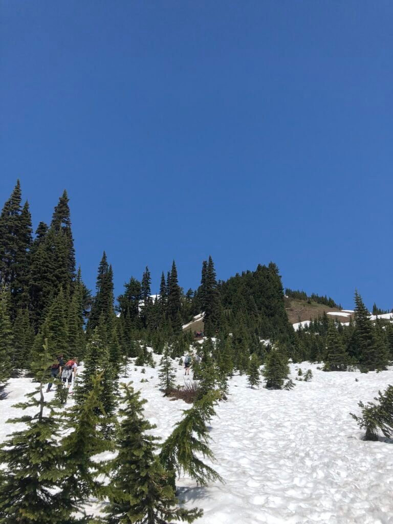 Snowy hillside in Mount Rainier National Park