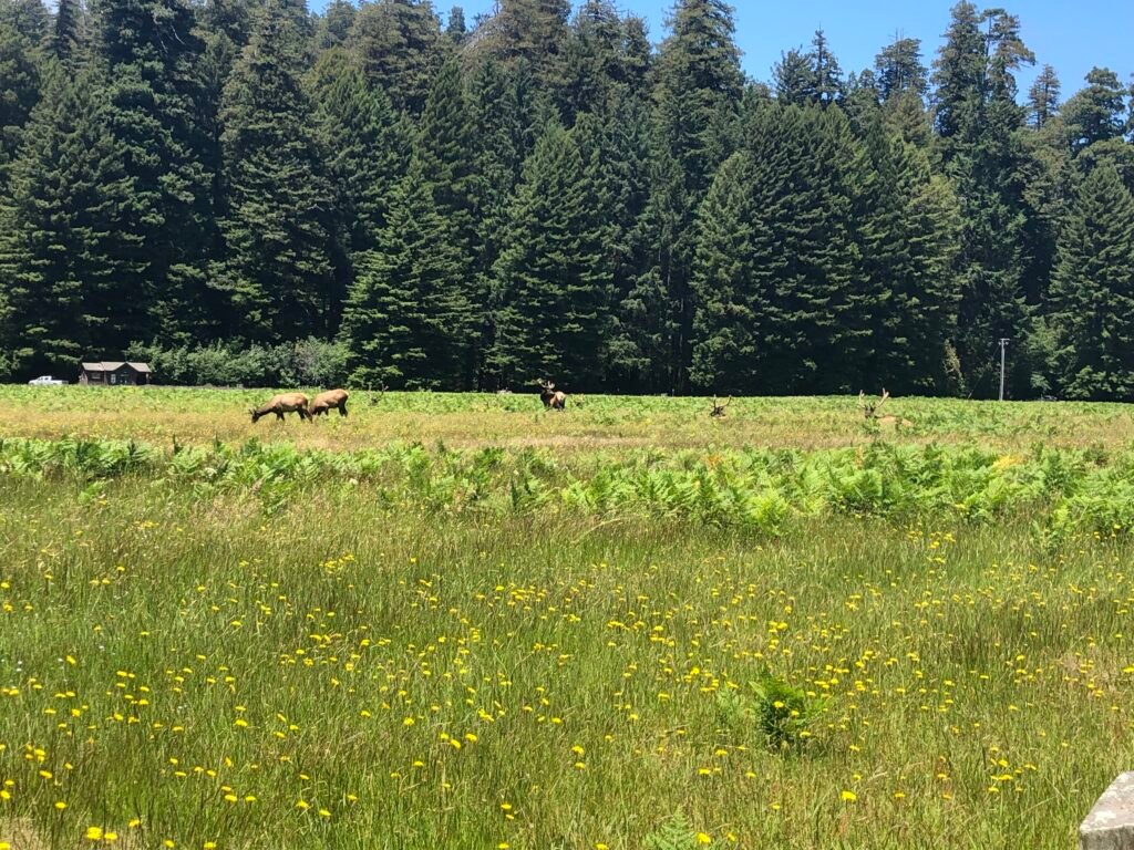 ELK!