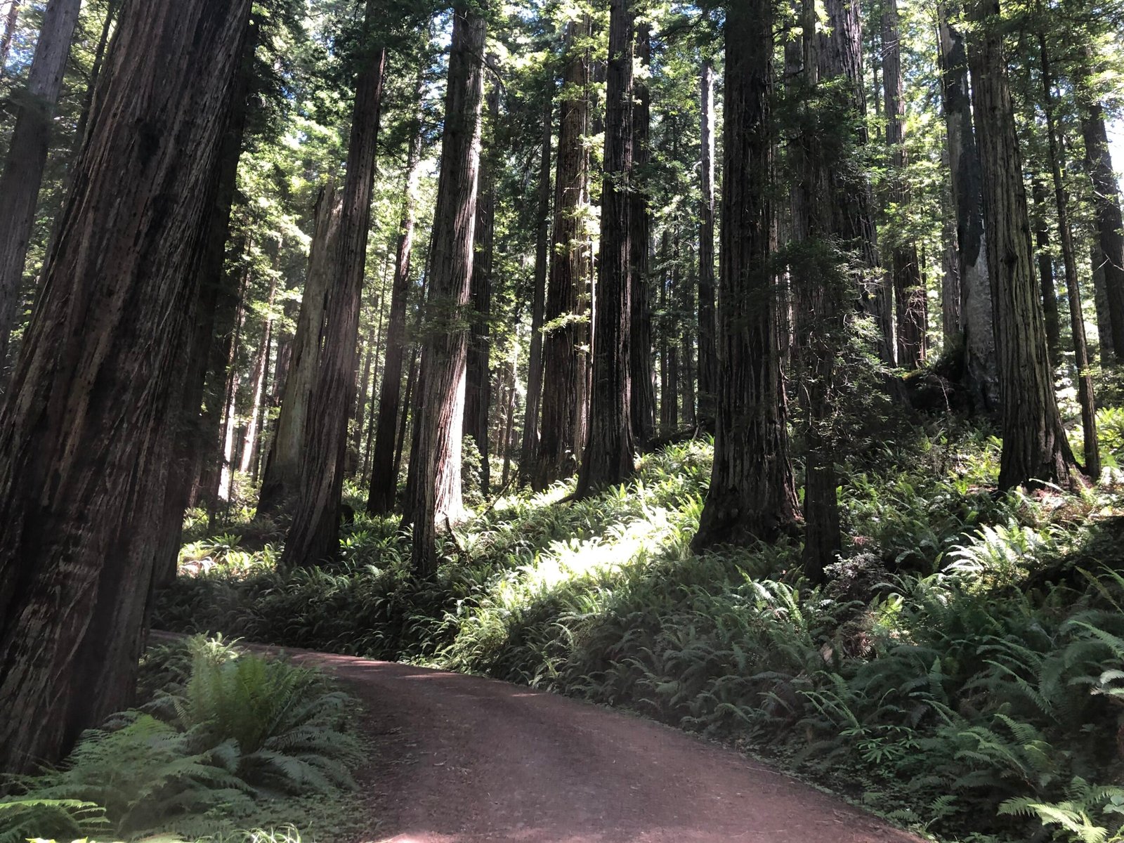 Driving through the Redwoods