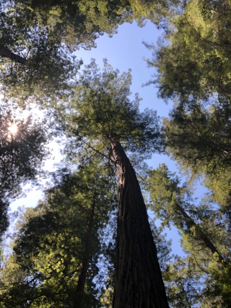 Full-size redwood