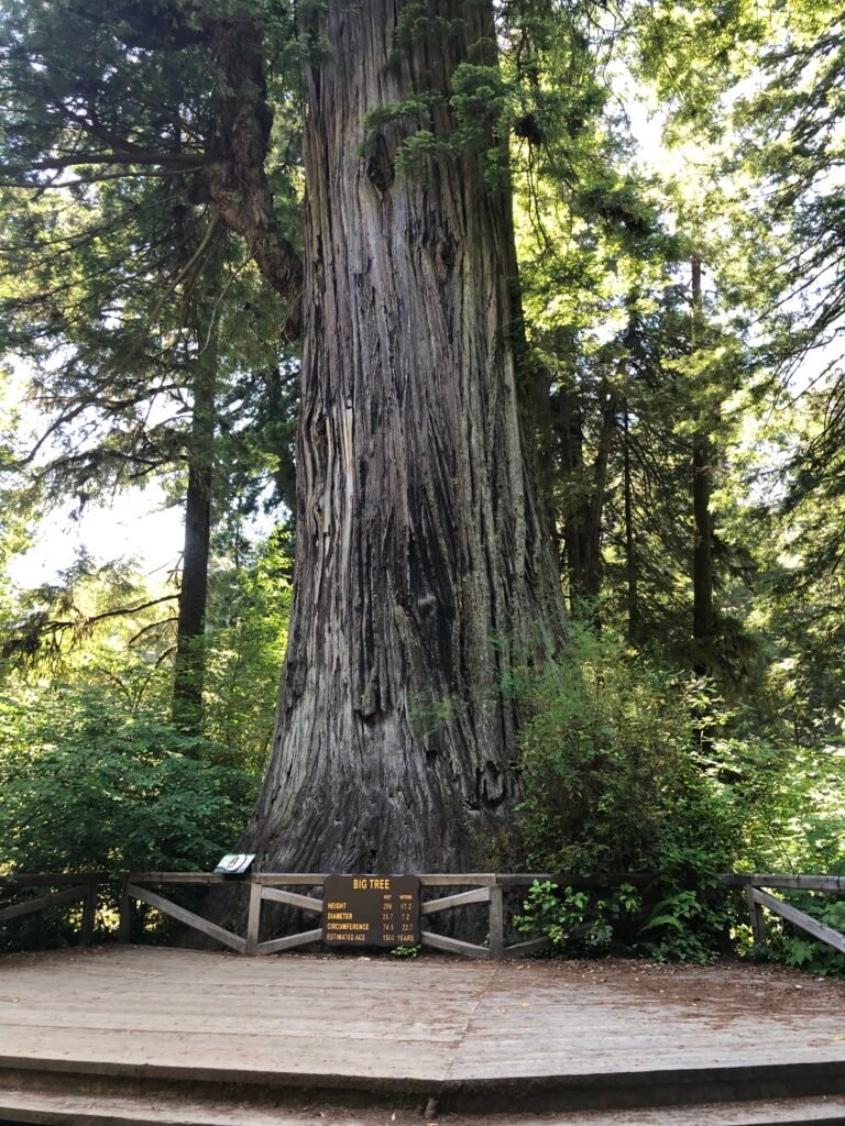 The Big Tree