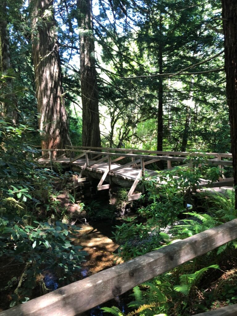 Walking trail through the redwoods